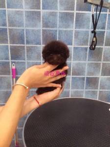 廠家直銷特價新款泰迪小狗實木衣柜衣架 寵物衣柜、床與衣架的完美結合