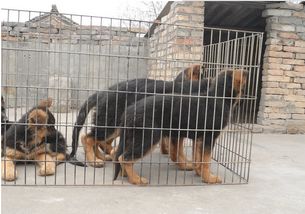 優良品種德國牧羊犬，成都寵物誠信交易指南