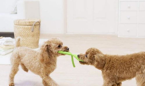 養狗5年，我才明白泰迪最期待的主人原來是這幾種類型